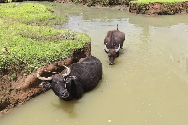 Kalabaw Carabao Filipino Domestic Water Buffaloes Pond Cool Themselves Heat — Stock Photo, Image