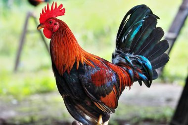 Halkalardaki horoz dövüşleri için özel olarak yetiştirilen Filipinli av kuşları, yasal ve yasadışı olduğunda yerel olarak 