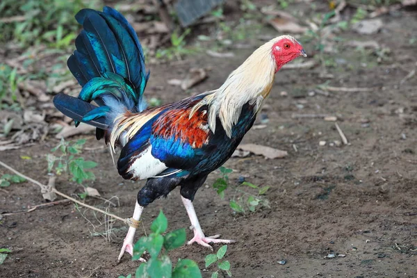 Filipino Gamefowl Specially Bred Cockfights Rings Calles Cockpits National Pastime — Stock Photo, Image