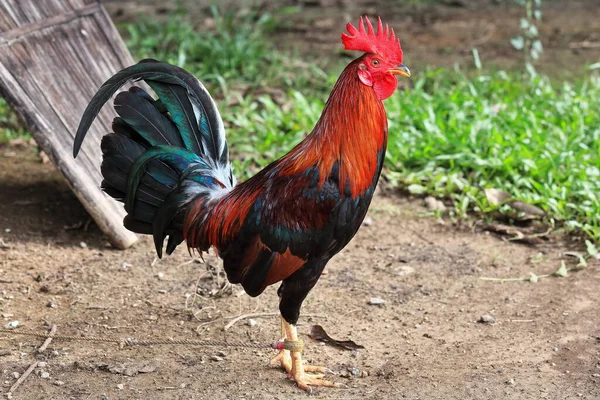 Filipiński Gamefowl Specjalnie Hodowany Walk Kogutów Pierścieniach Calles Cockpits Narodowa — Zdjęcie stockowe