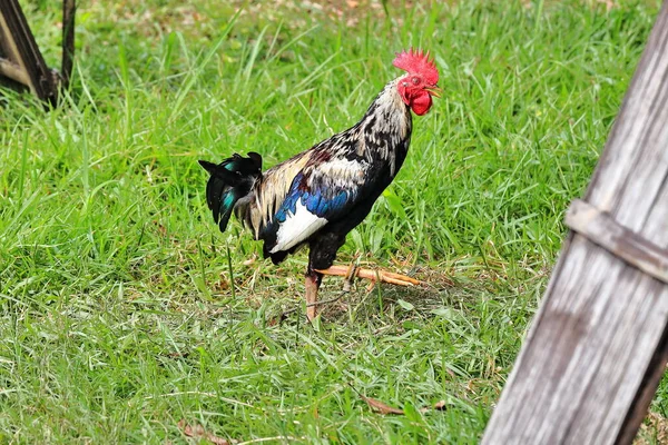 Filipiński Gamefowl Specjalnie Hodowany Walk Kogutów Pierścieniach Calles Cockpits Narodowa — Zdjęcie stockowe