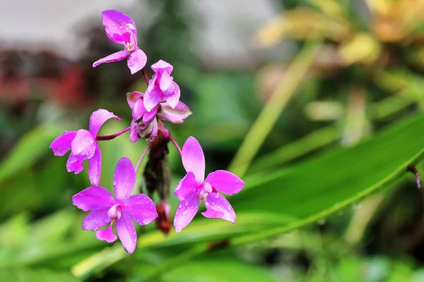 Philippine Ground Orchid Spathoglottis Plicata Purple Flowers Sea Breeze Sprayed — Stock Photo, Image