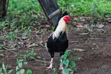 Halkalardaki horoz dövüşleri için özel olarak yetiştirilen Filipinli av kuşları, yasal ve yasadışı olduğunda yerel olarak 