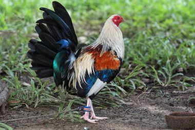 Halkalardaki horoz dövüşleri için özel olarak yetiştirilen Filipinli av kuşları, yasal ve yasadışı olduğunda yerel olarak 