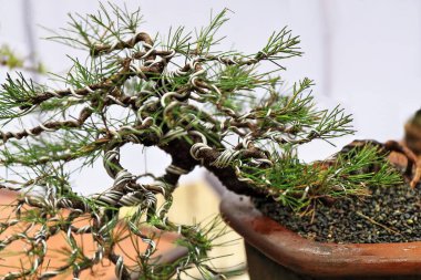 Bonsai ya da 'tepsi dikme' Japon sanatı konteynırlarda küçük ağaçlar yetiştirmek gerçek boyuttaki ağaçları taklit eder. Agoho-Casuarina eşleşmeli Avustralya çamı. Dumaguete-Filipinler.