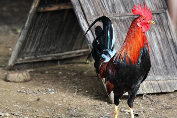 リングでの闘鶏のために特別に飼育されたフィリピンのゲームフクロウは 違法の場合は合法とタパダのときに地元でサボンと呼ばれるコックピット国家の娯楽を呼び出します シパライ ネグロス オクティデンタル ウェスタン ビサヤ フィリピン — ストック写真