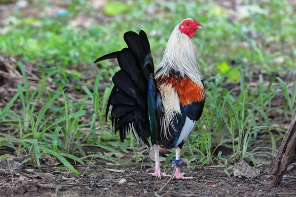 Búho Filipino Especialmente Criado Para Peleas Gallos Anillos Calles Cockpits — Foto de Stock