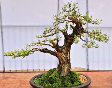 Bonsai ya da 'tepsi dikme' Japon sanatı konteynırlarda küçük ağaçlar yetiştirmek gerçek boyuttaki ağaçları taklit eder. Enerji minyatür ağaç-Quezon park-Dumaguete şehir-Filipinler.