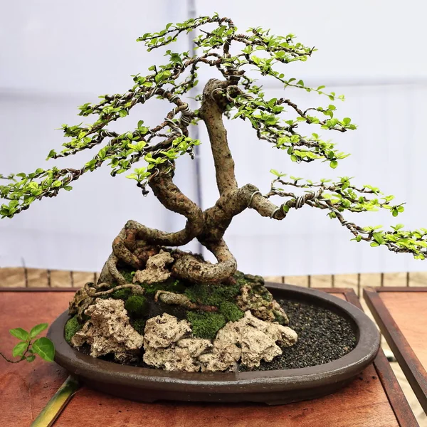 Bonsai or \'tray planting\'-Japanese art-container cultivation of small trees to mimic the shape and scale of full size trees. Fukien tea tree-Ehrethia microphylla-Carmona retusa. Dumaguete-Philippines.