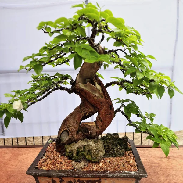 Bonsai or \'tray planting\'-Japanese art of cultivating small trees in containers that mimic the shape and scale of full size trees. Bagie miniature tree of the Premna genus-Dumaguete city-Philippines.