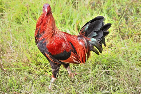 Filipino Gamefowl Specially Bred Cockfights Rings Calles Cockpits National Pastime — Stock Photo, Image