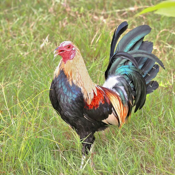 Gamefowl Filipino Especialmente Criado Para Lutas Galos Anéis Chama Cockpits — Fotografia de Stock