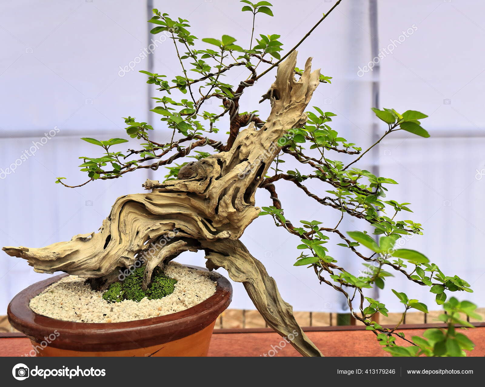 Bonsai Tray Planting Japanese Art Container Cultivation Small Trees Mimic ⬇ Stock Photo, Image by © rweisswald #413179246 Bonsai Tray Planting Japanese Art Container Cultivation Small Trees Mimic ⬇ Stock Photo, Image by © rweisswald #413179246