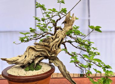 Bonsai ya da 