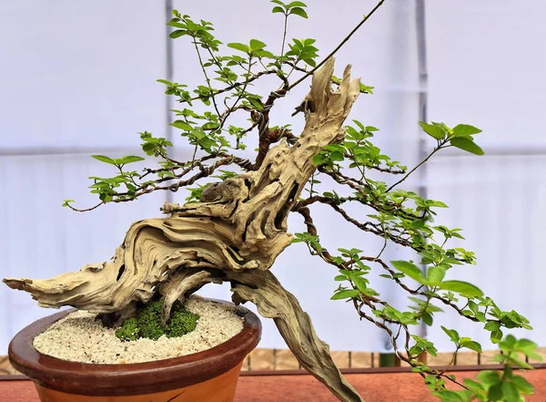 Bonsai or \'tray planting\'-Japanese art-container cultivation of small trees to mimic the shape and scale of full size ones. Dusky fire brand teak tree-Premna or Gumira mollissima-Dumaguete-Philippines