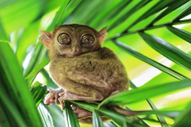 Filipinli tarsier -Carlito syrichta- dünyanın en küçük primatlarından biri bambu filizinin üzerinde tropikal yağmur ormanlarındaki bambu yaprakları arasında tünemekte. Corella-Bohol Adası-Merkezi Visayas-Filipinler