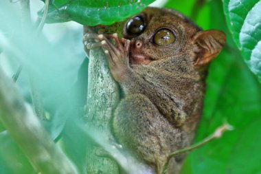 Philippine tarsier -Carlito syrichta- one of the smallest primates in the world perching on a bamboo shot among bamboo leaves in a tropical rainforest. Corella-Bohol island-Central Visayas-Philippines clipart