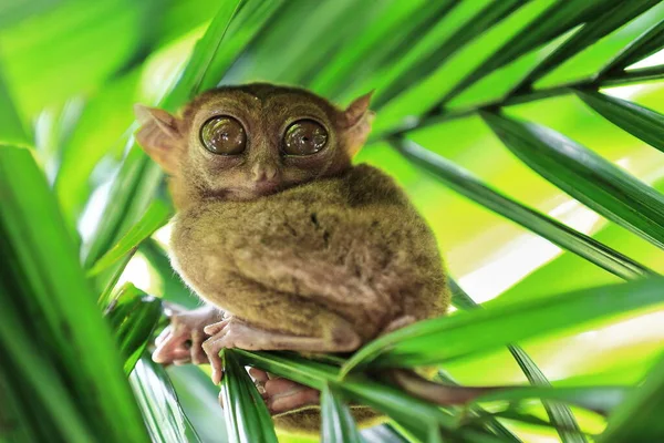 世界上最小的灵长类动物之一 生活在热带雨林竹叶中的竹子上 Corella Bohol Island Central Visayas Philippines — 图库照片