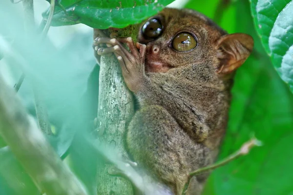 Filipinli tarsier -Carlito syrichta- dünyanın en küçük primatlarından biri bambu filizinin üzerinde tropikal yağmur ormanlarındaki bambu yaprakları arasında tünemekte. Corella-Bohol Adası-Merkezi Visayas-Filipinler