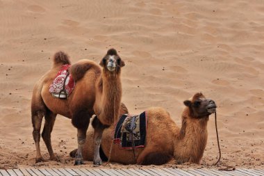 Pair of bactrian camels waiting for tourists to take a ride through the dunes around the Badain East Lake-SE area of the Badain Jaran Desert section of Gobi Desert. Alxa Plateau-Inner Mongolia-China. clipart