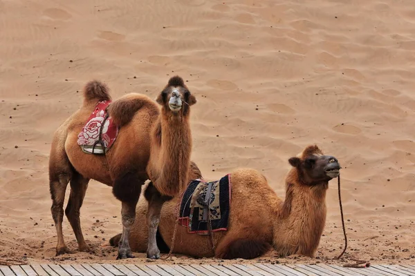 Пара Бактріанських Верблюдів Чекає Поки Туристи Проїдуть Через Дюни Навколо — стокове фото