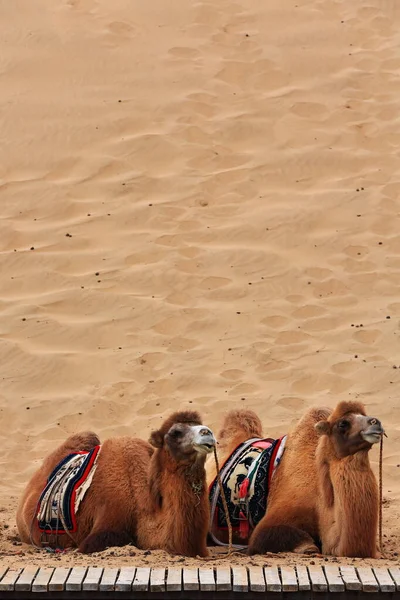 Pareja Camellos Bactrianos Esperando Los Turistas Para Dar Paseo Través —  Fotos de Stock