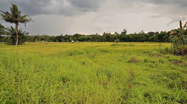 Sarımsı pirinç tarlası, yoğun palmiye ağaçları ve ormanlarla sınırlıdır. Nueva Vida Barangay 'dan görülen Çikolata Tepeleri bölgesi ile sınırlıdır. Carmen Belediyesi-Bohol-Merkez Visayas-Filipinler.