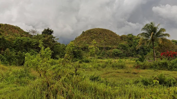 Choklad Hills Geologiska Formation Rullande Terräng Hoycock Kullar Koniska Formade — Stockfoto