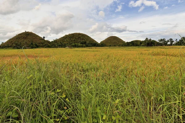 Chocolate Hills geological formation-rolling terrain of haycock hills-conical shaped limestone mounds grass covered-it turns chocolate brown in the dry season. Bohol island-Central Visayas-Philippines