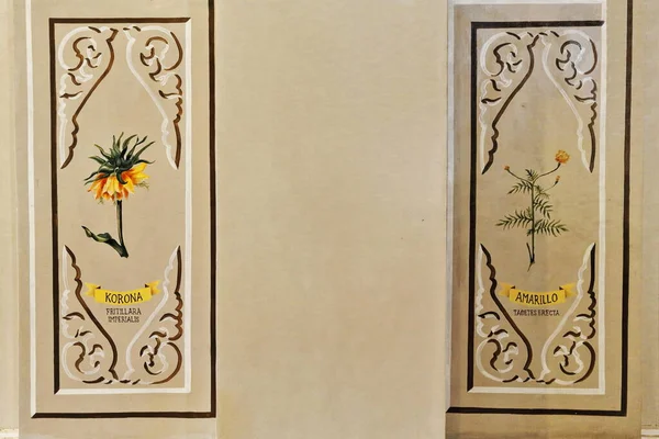 Illustrativ Didaktisches Botanisches Bild Korona Und Amarillopflanzen Der Wand Des — Stockfoto