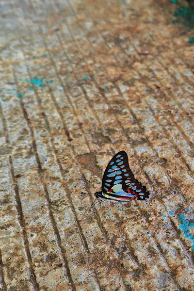 Graphium Doson Common Jay Black Papilionid Swallotail Butterfly Big Spots — Stock Photo, Image