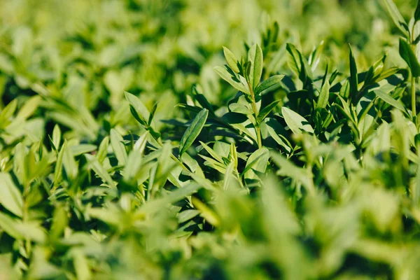 Gambar Makro Dari Daun Hijau Yang Indah — Foto Stok Gratis