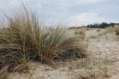 yakın çekim yeşil çim Bray Dunes, Fransa, çölde vurdu