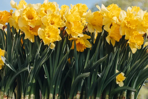 Narciso — Fotografia de Stock