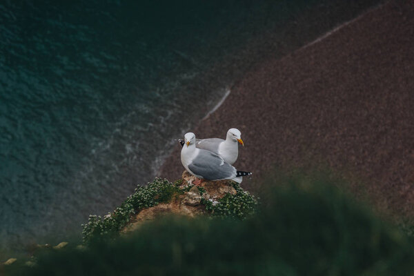 high angle view of seagulls couple perching on cliff over sea, Etretat, France