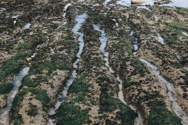 Υφή Της Φύκια Βράχια Κοντά Στη Θάλασσα Etretat Γαλλία — Φωτογραφία Αρχείου