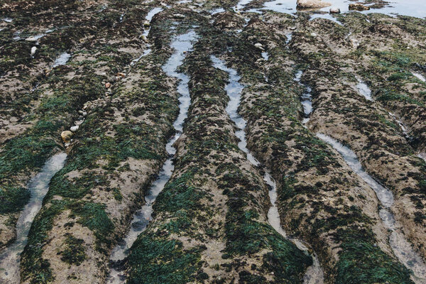 texture of algae on rocks near sea, Etretat, France