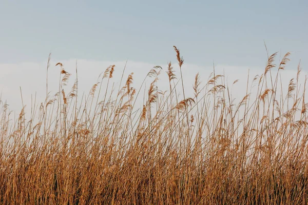 Rørblad – stockfoto