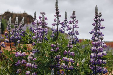lupines