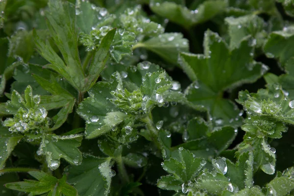 Rain — Stock Photo, Image