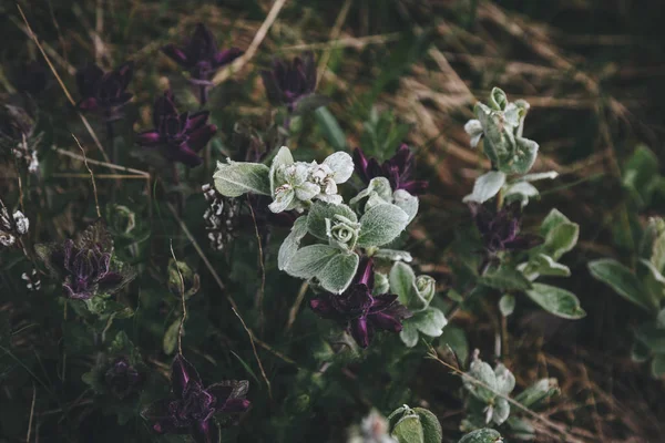 Planten — Stockfoto