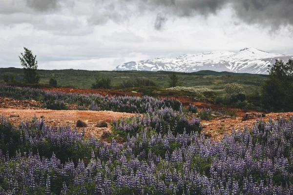 Landscape — Stock Photo, Image