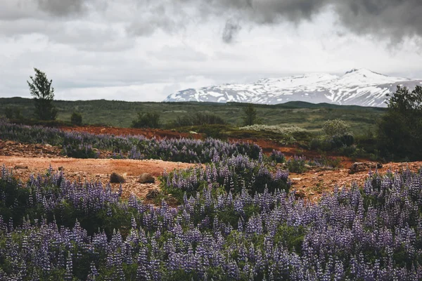 scenic view of landscape with beautiful purple lupines and mountains range covered by snow in Iceland