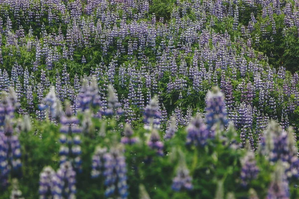 Blooming — Free Stock Photo