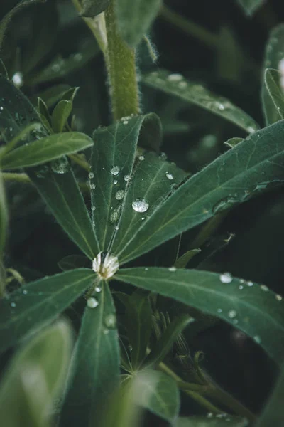 Verde — Fotografia de Stock