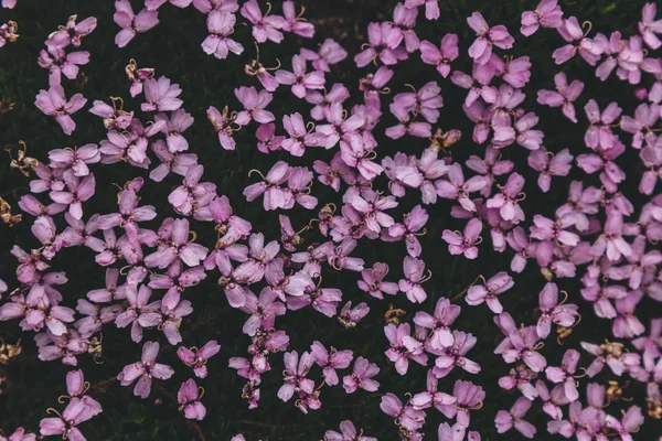 Moss campjoner — Stockfoto