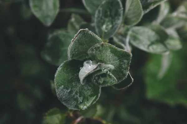 Leaves — Free Stock Photo