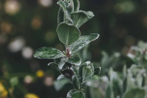 Seçici Odak Bulanık Zemin Üzerine Yeşil Yaprak — Stok fotoğraf