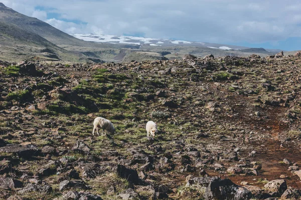アイスランドの美しい草原の羊の放牧の遠景  — 無料ストックフォト
