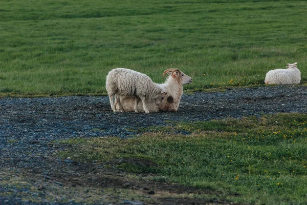 Vista Panorámica Ovejas Pastando Hermoso Prado Islandia — Foto de Stock